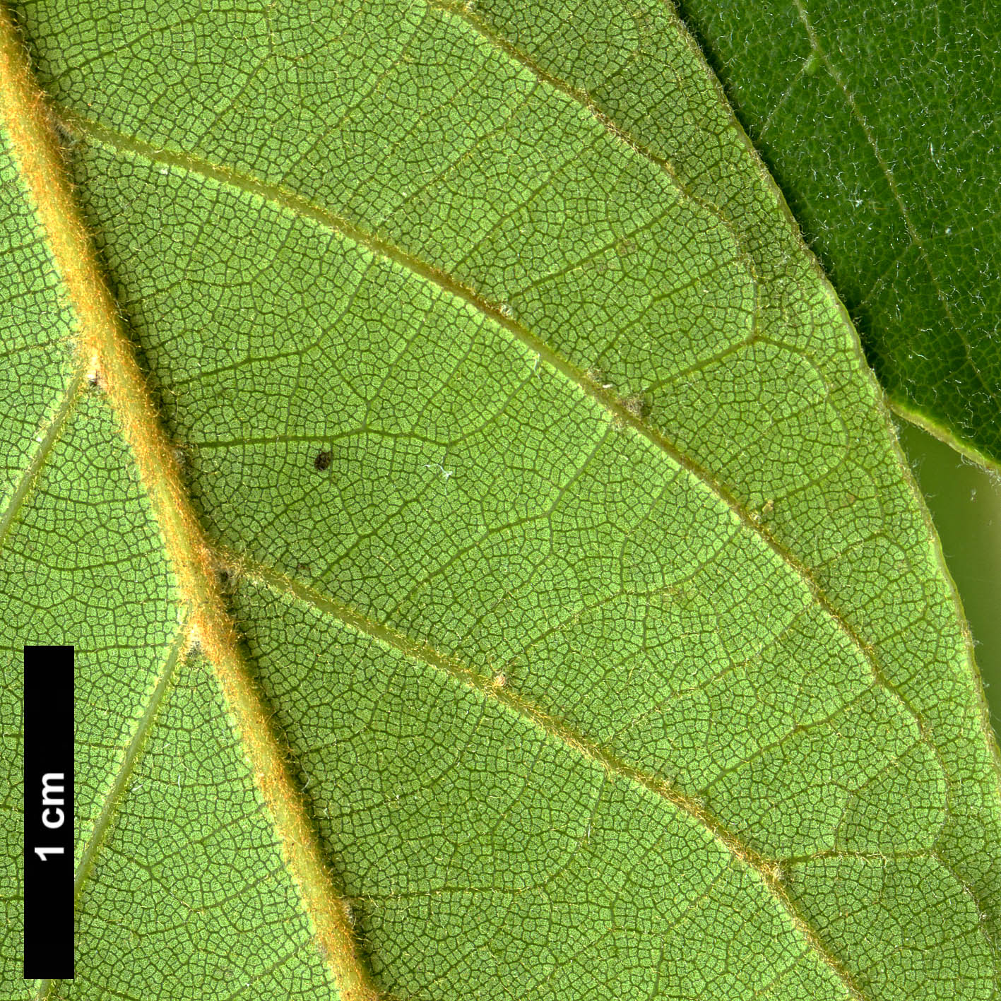 High resolution image: Family: Lauraceae - Genus: Laurus - Taxon: novocanariensis